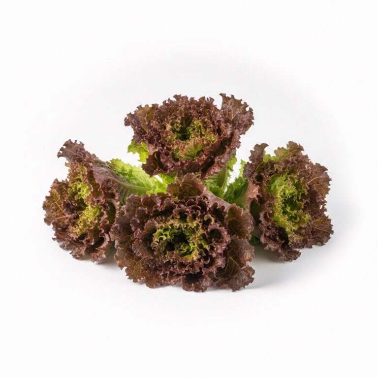 Lechuga lollo rosso