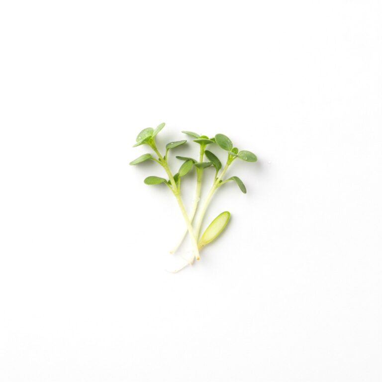 Brote de albahaca