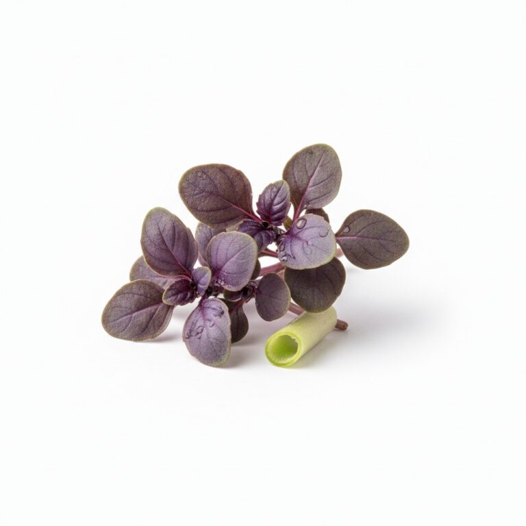 Brote de albahaca morada