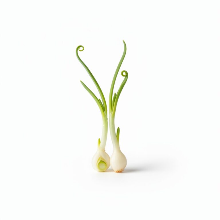 Germinado de cebolla
