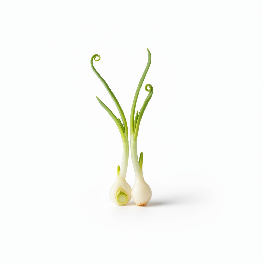 Germinado de cebolla