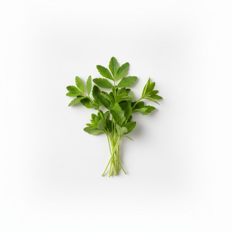 Aspérula
