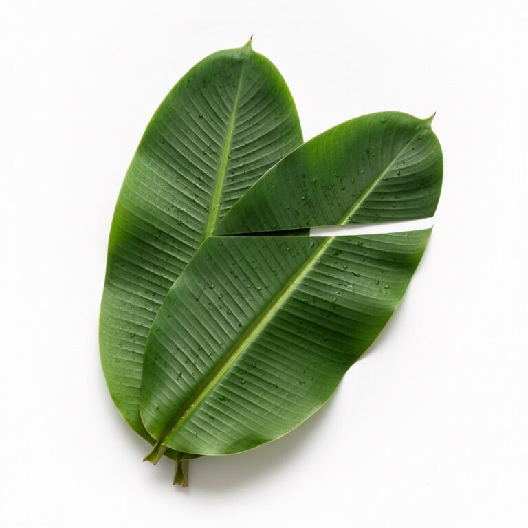 Hoja de plátano