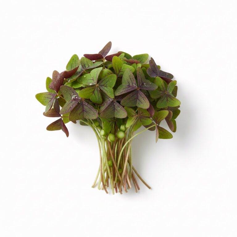 Oxalis