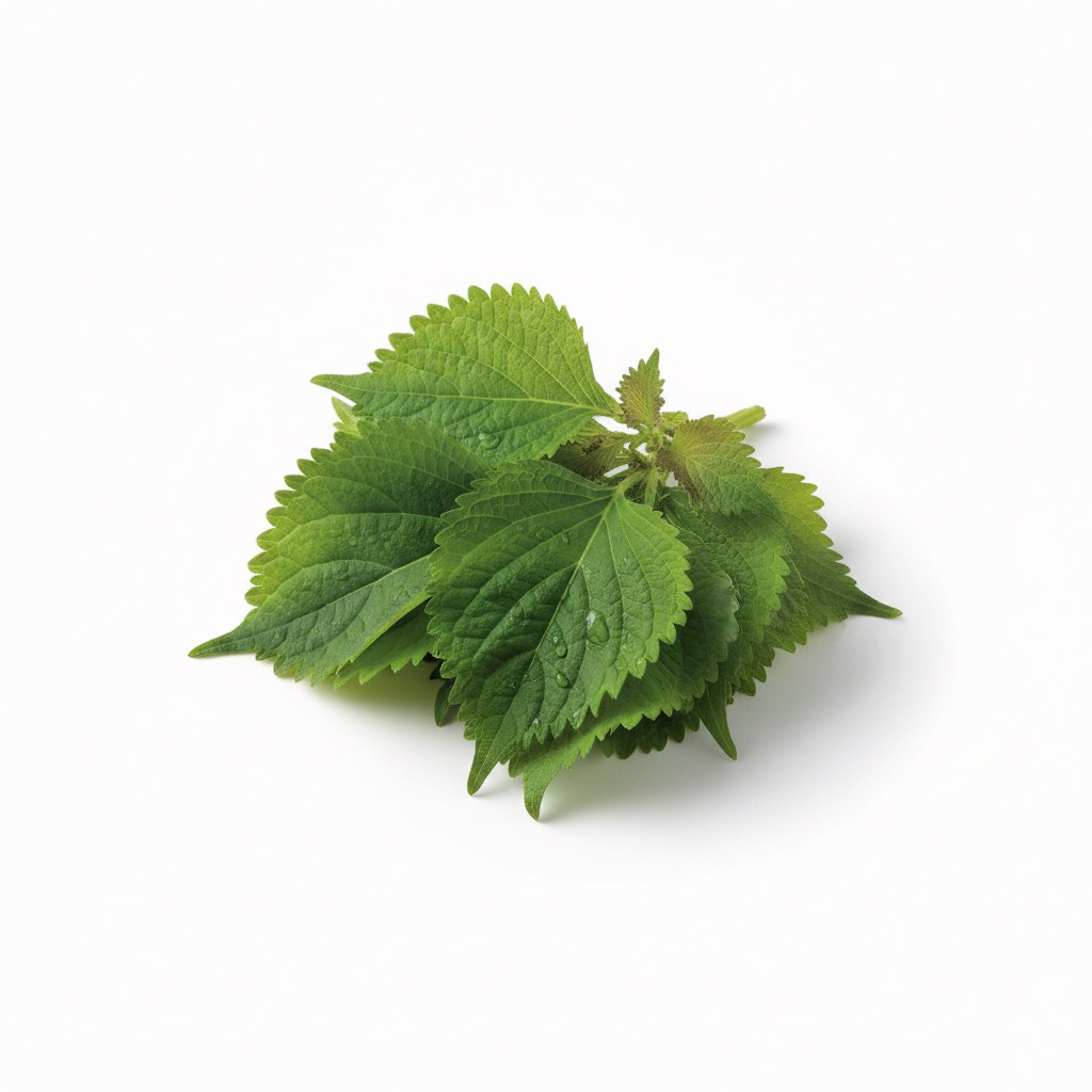 Shiso verde