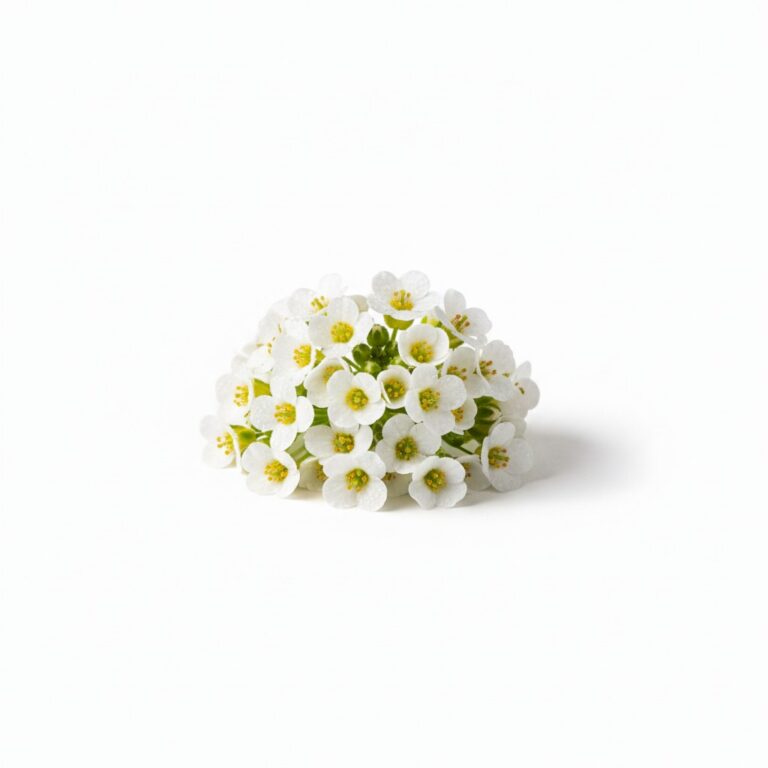 Allyssum blanco