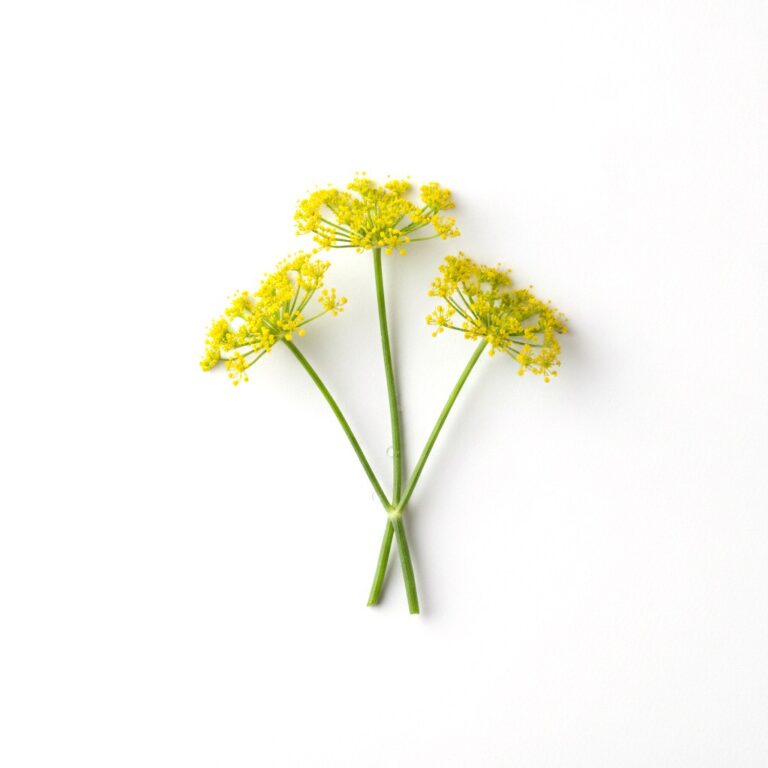 Flor de hinojo