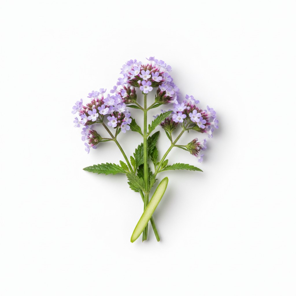 Verbena