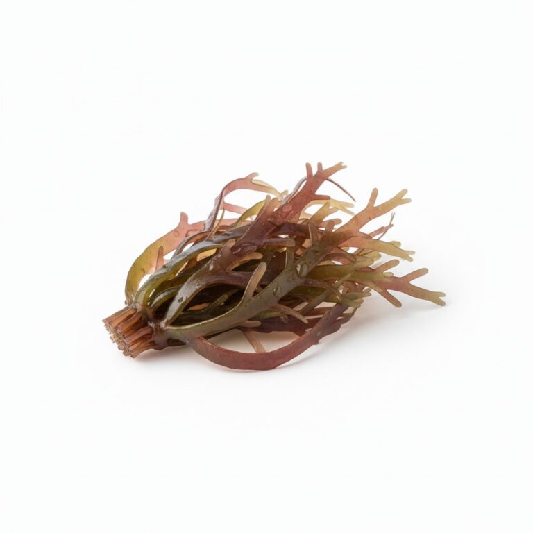 Gracilaria