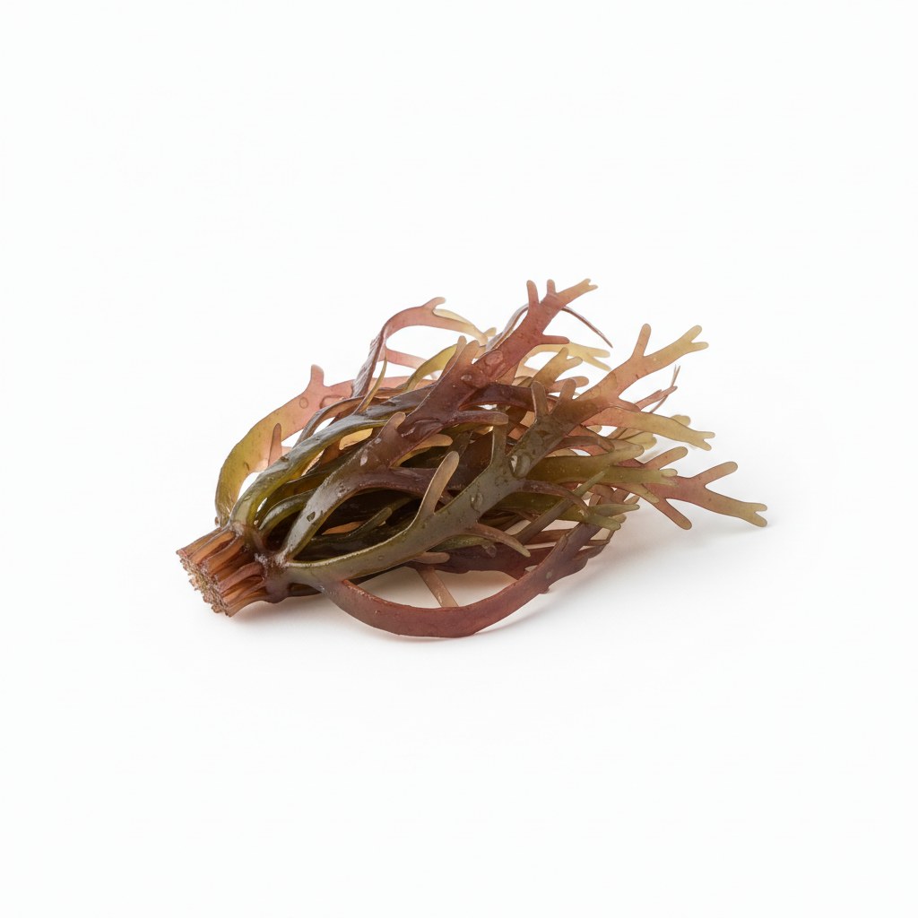 Gracilaria