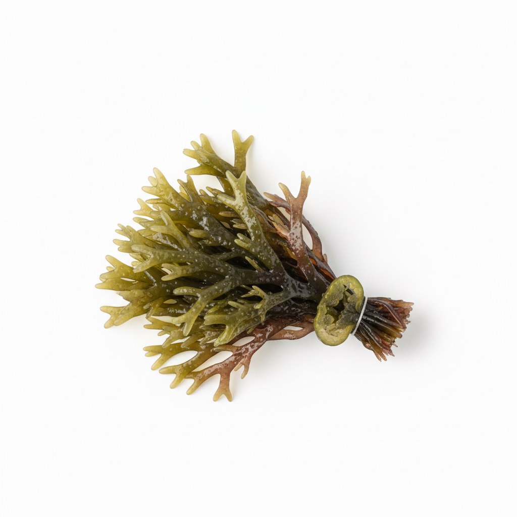 Musgo estrellado