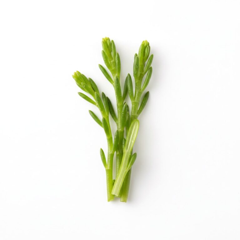 Salicornia