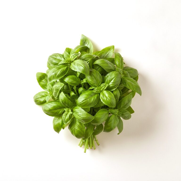 Albahaca