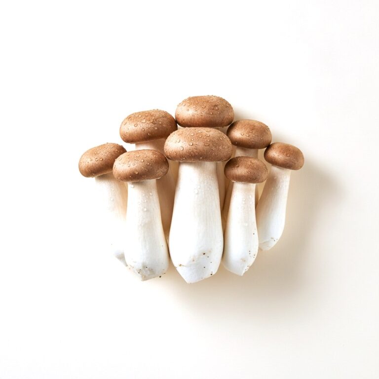 Boletus eryngii