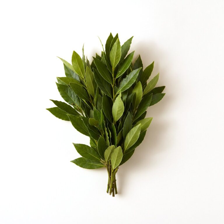 Laurel