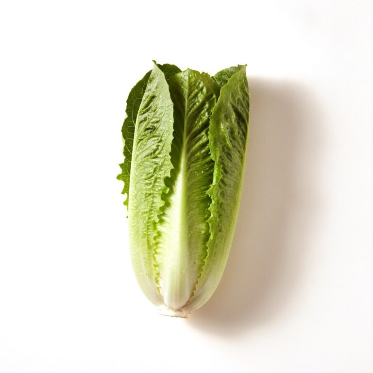 Lechuga romana