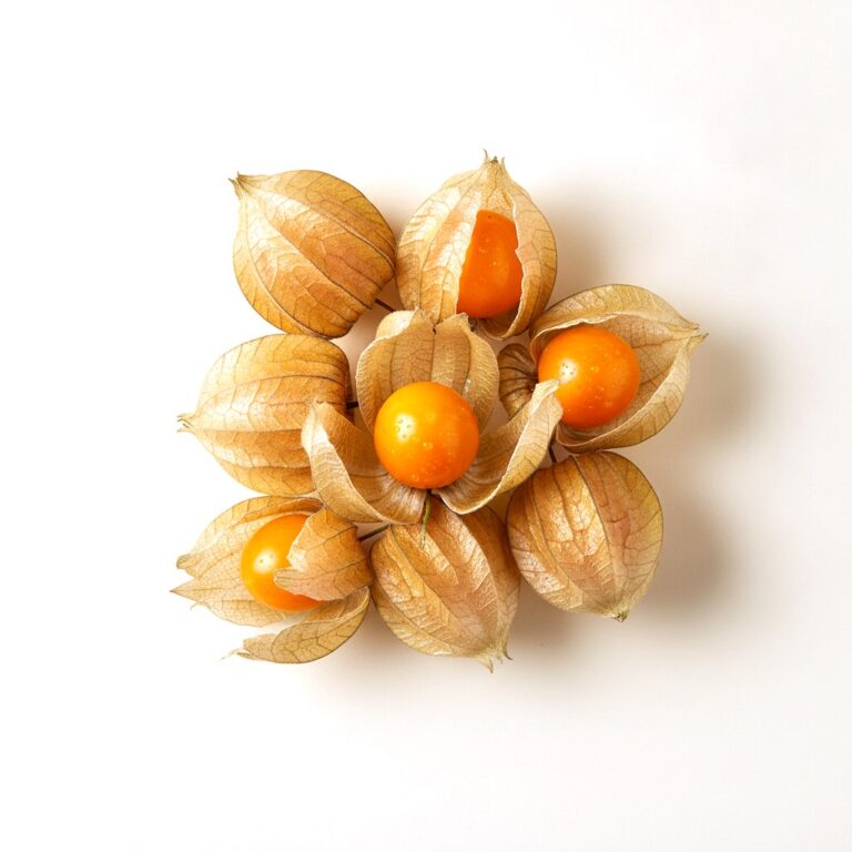 Physalis