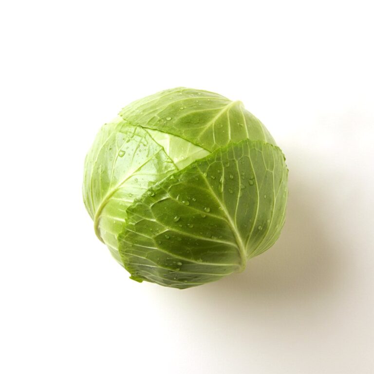 Repollo